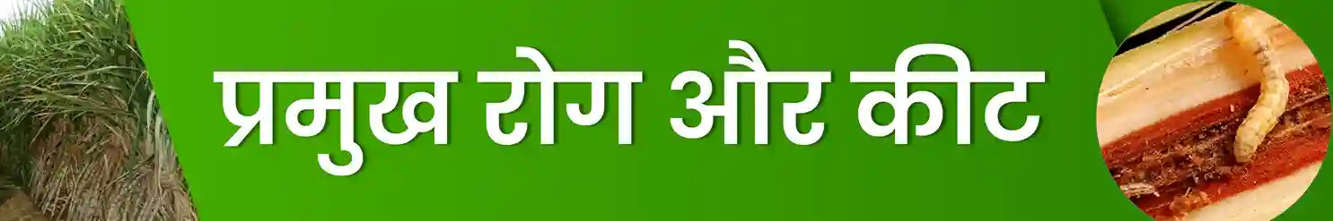 गन्ने में लगने वाले रोग और कीट | कृषि सेवा केंद्र 