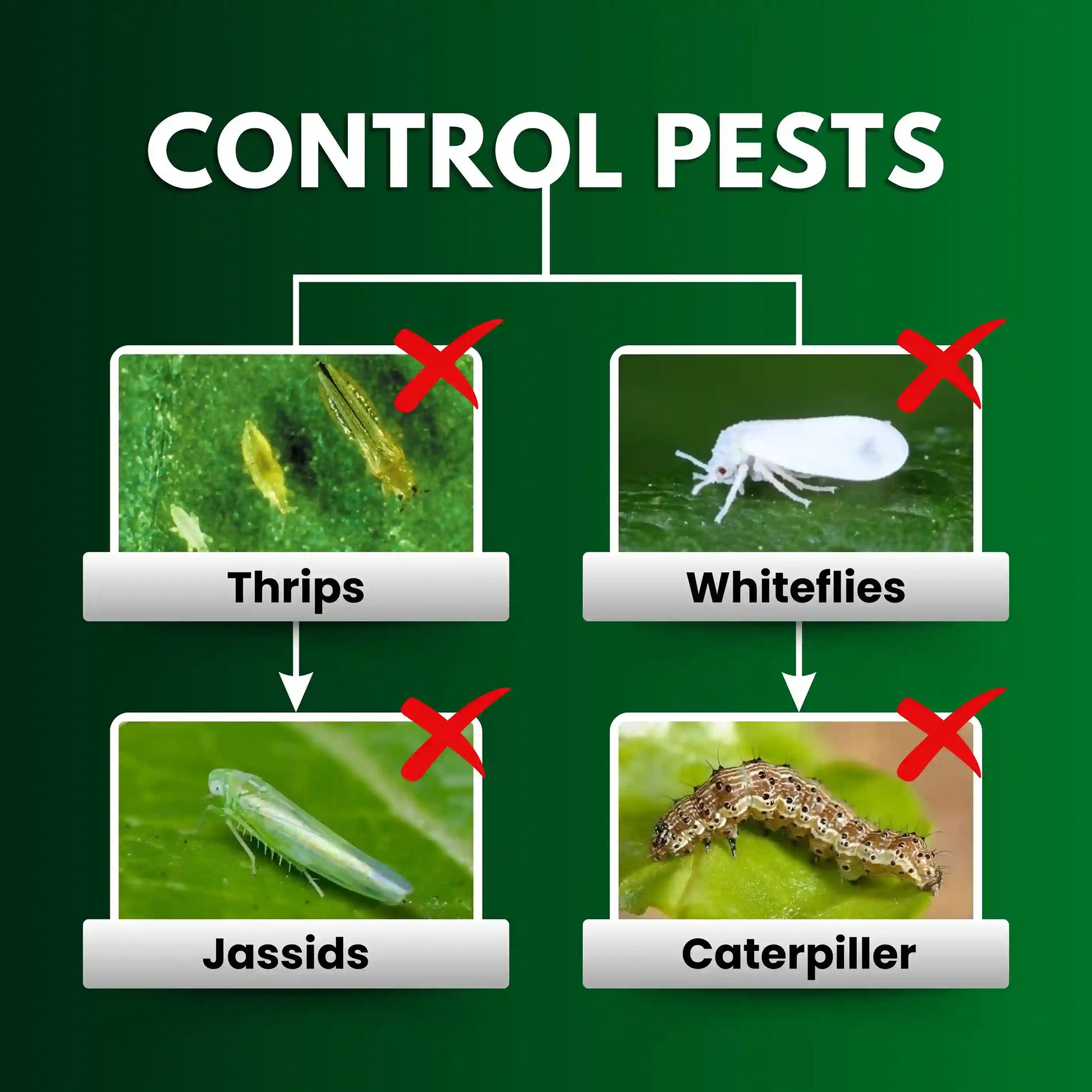 Katyayani Triple Attack | Bio Pesticide Powder for thrips, caterpiller and jassids