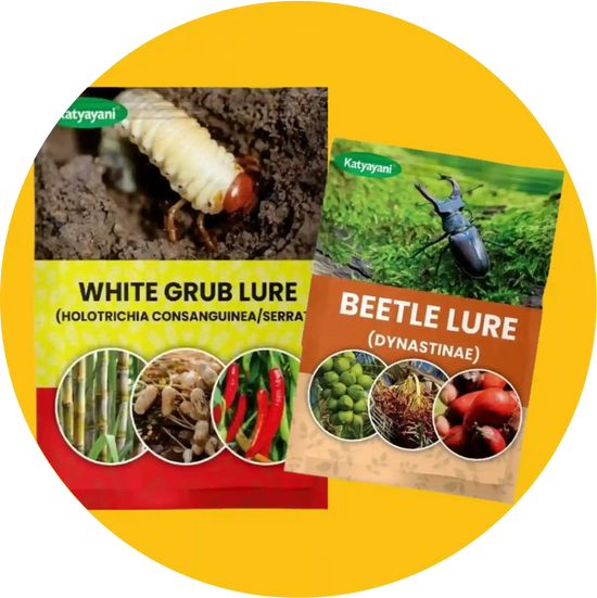 best traps and lures for major pest control in brinjal, guava, citrus