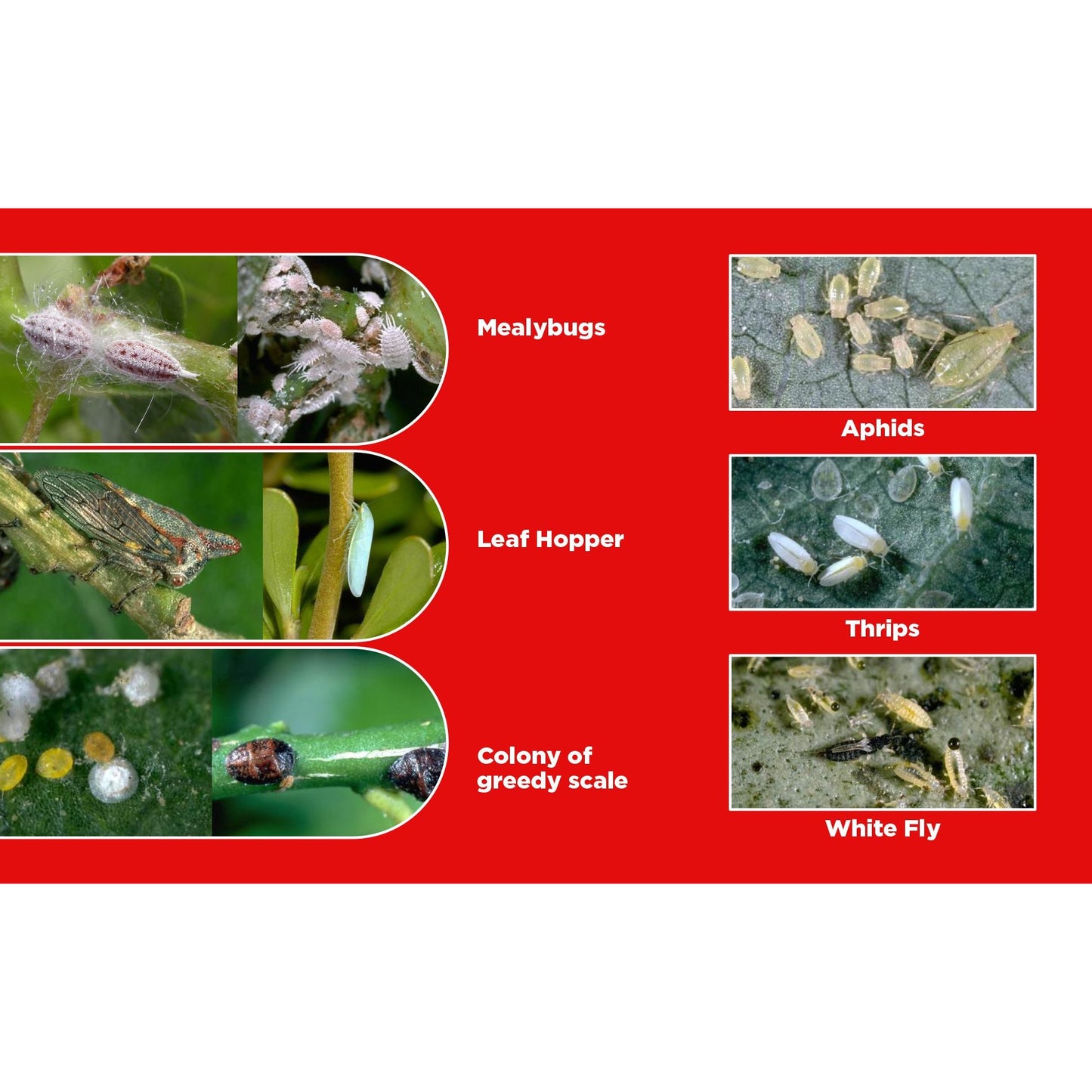 sporothrix fungicide 3
